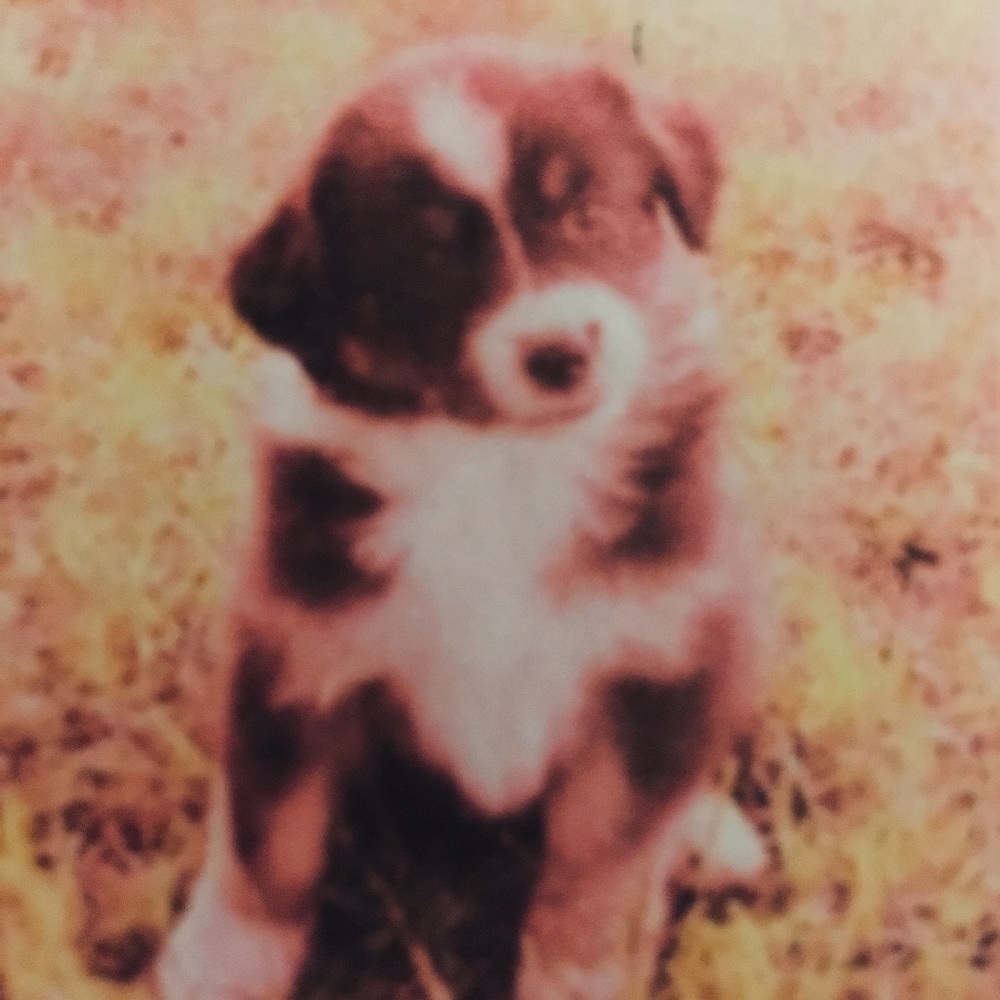 Meet your Posher, Maddox - Picture 2 of 2